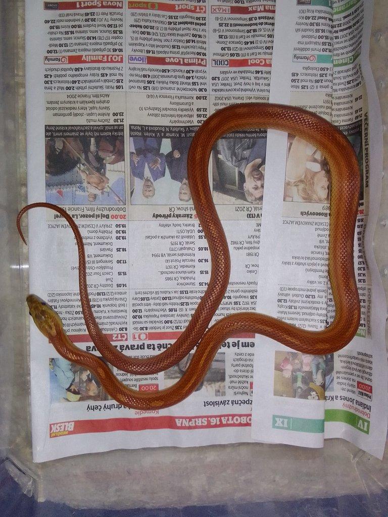 Pantherophis guttatus , Orthriophis taeniurus taeniurus nominátní
