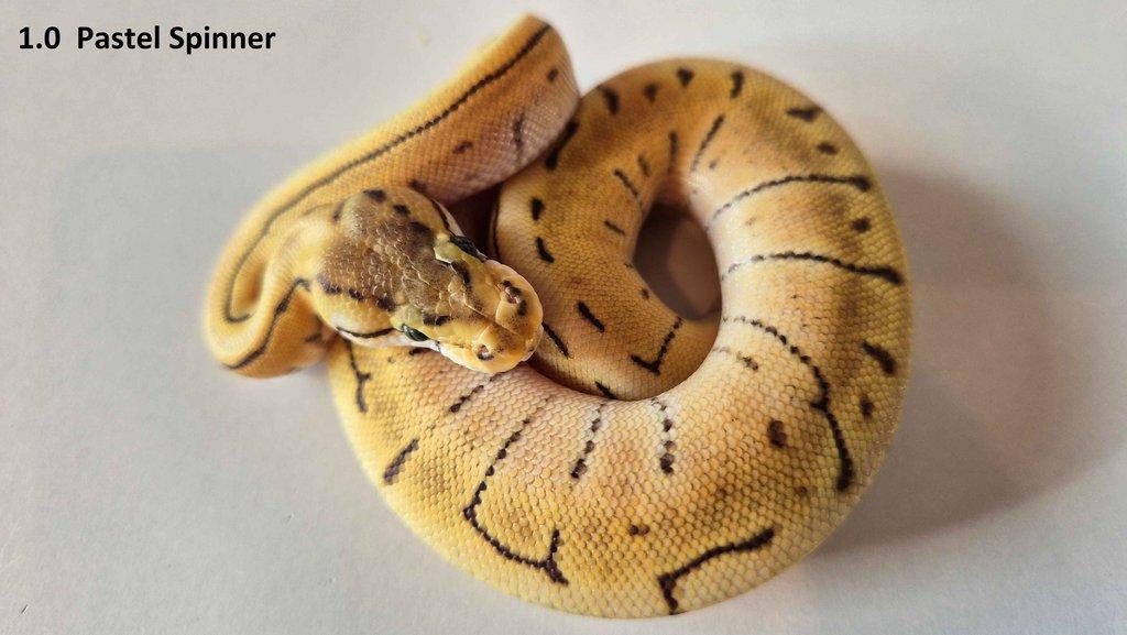 Krajta královská - prodám vlastní odchov 2023 - 2025