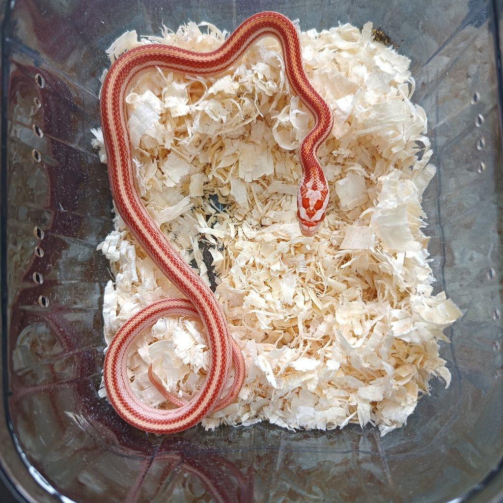 Užovka červená - Fauna trhy Ostrava 15.2.