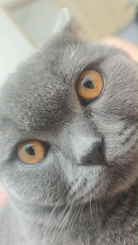 Daruji britského kocourka