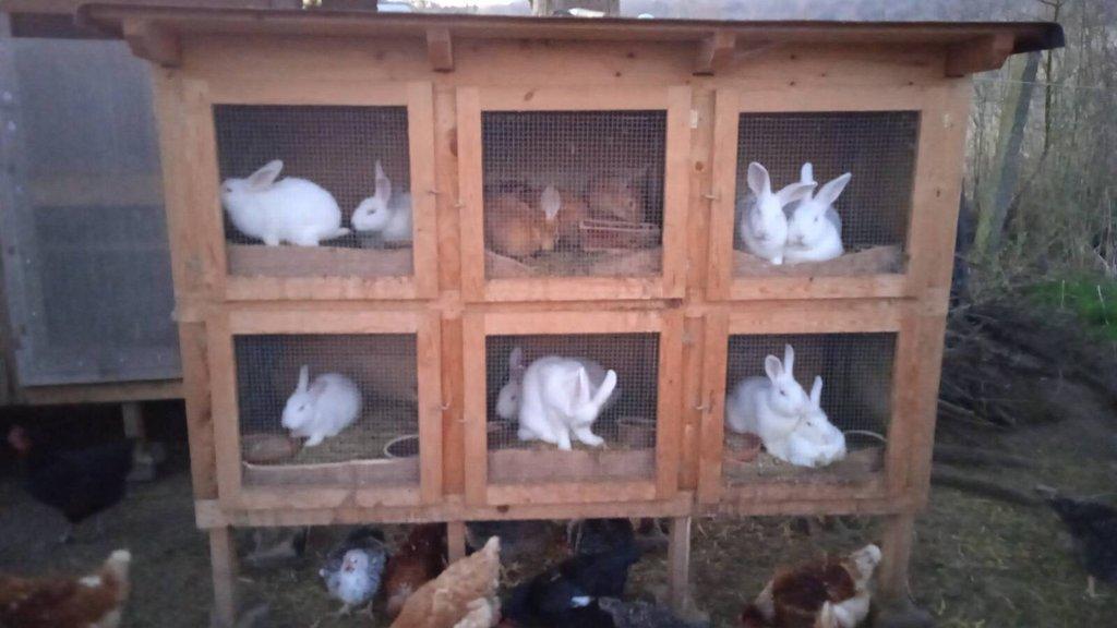 Prodám králíky Hyla samce i samice