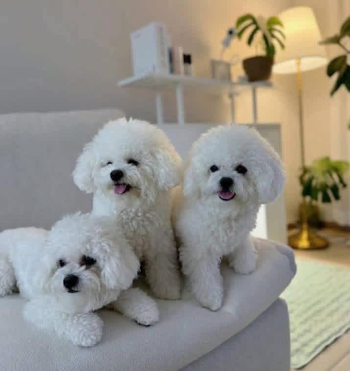 Štěňata bišon frise na prodej