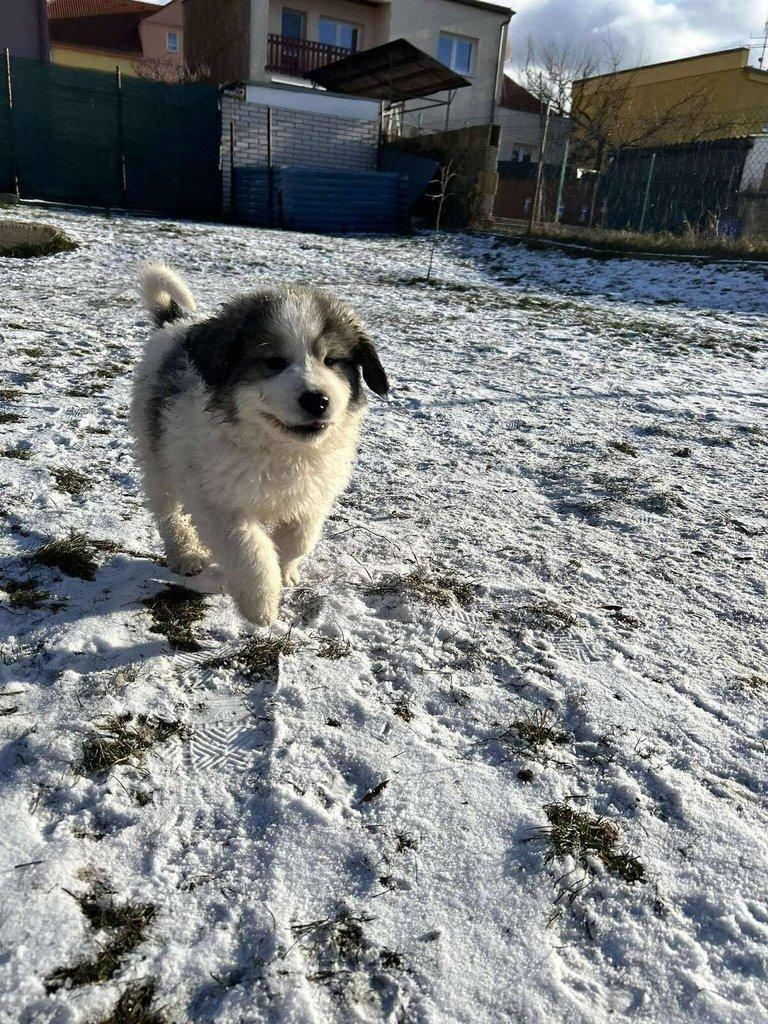 Pyrenejský horský pes