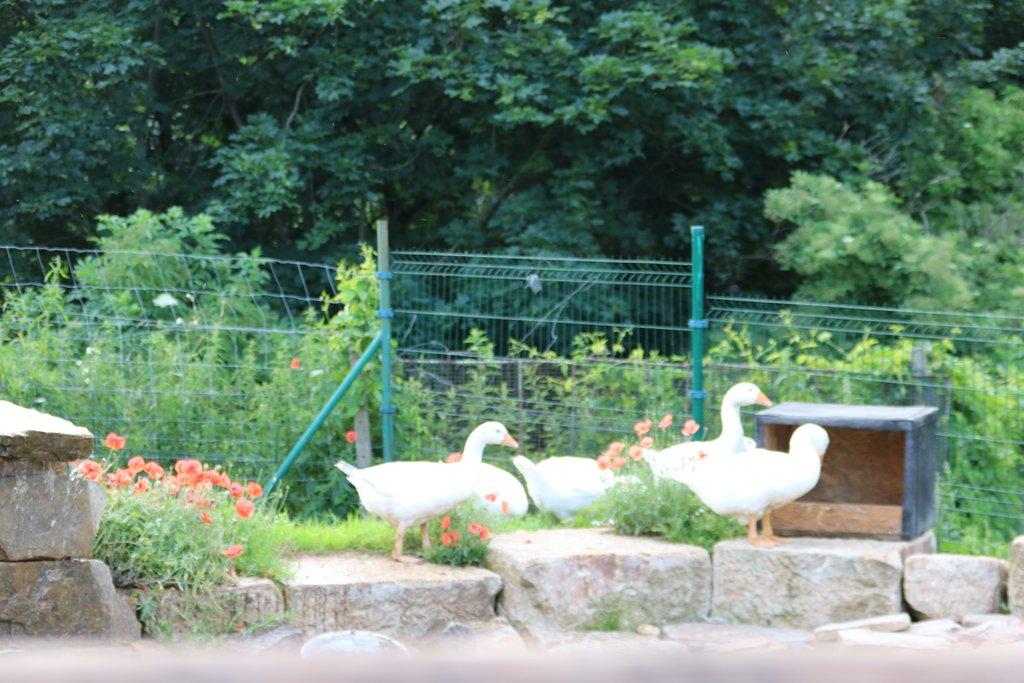 Pronájem celé samostatné stáje s výběhy