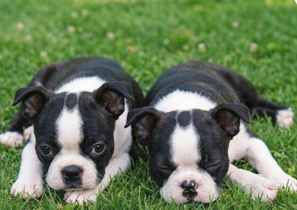 Bostonský teriér s PP FCI