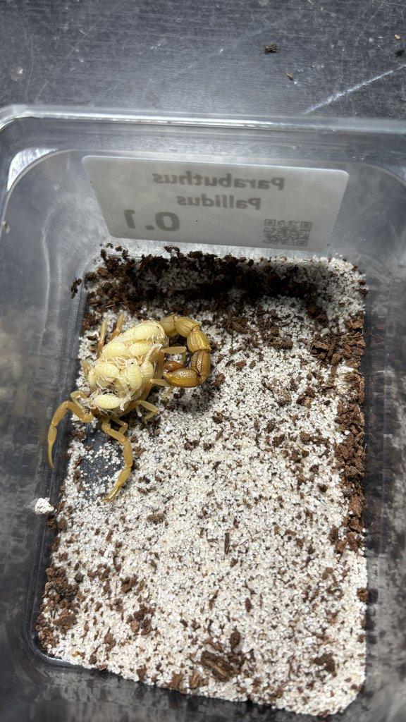 Štíři - aktuální nabídka 13.11