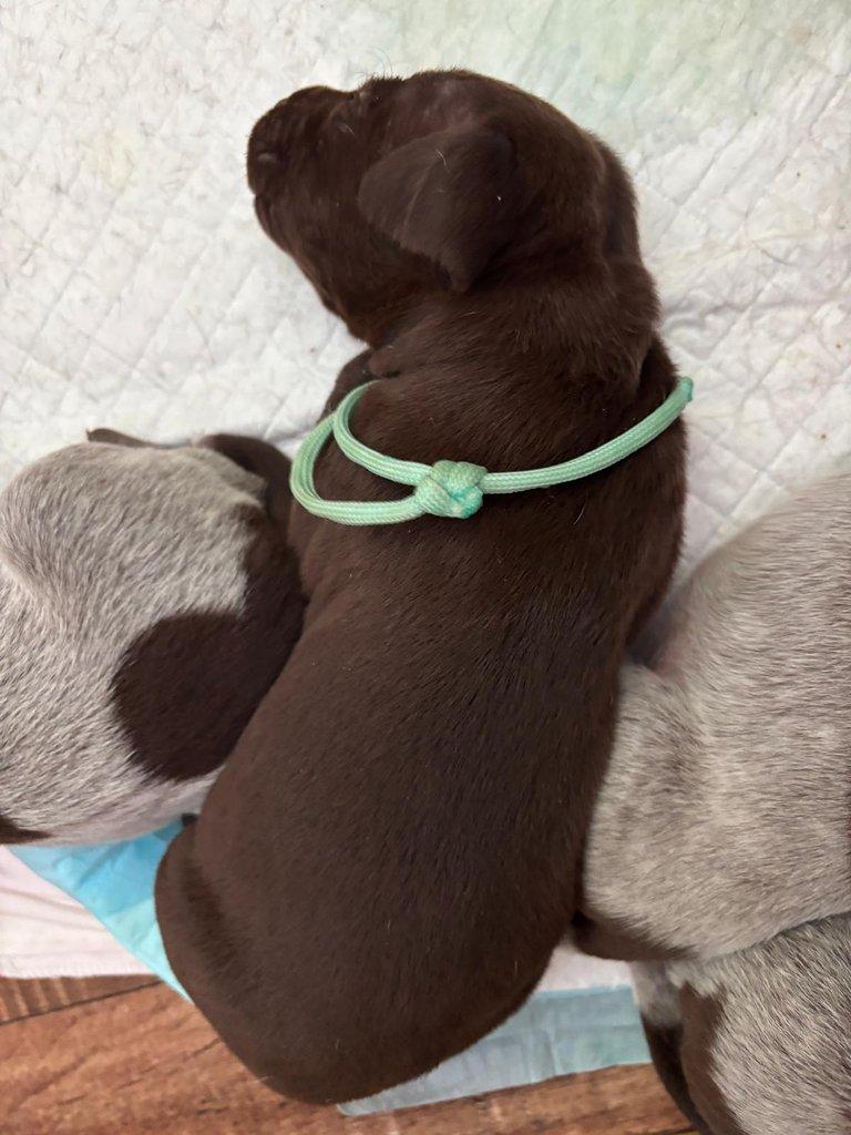 Německý krátkosrstý ohař - štěňata s PP