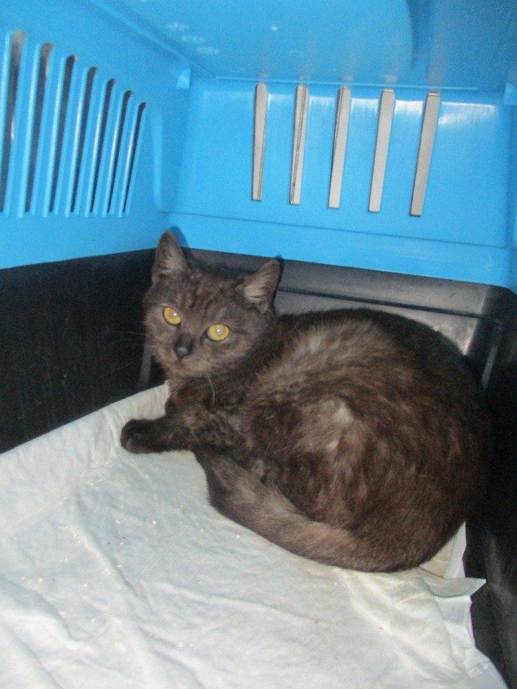 Kočičí parta hledá domov