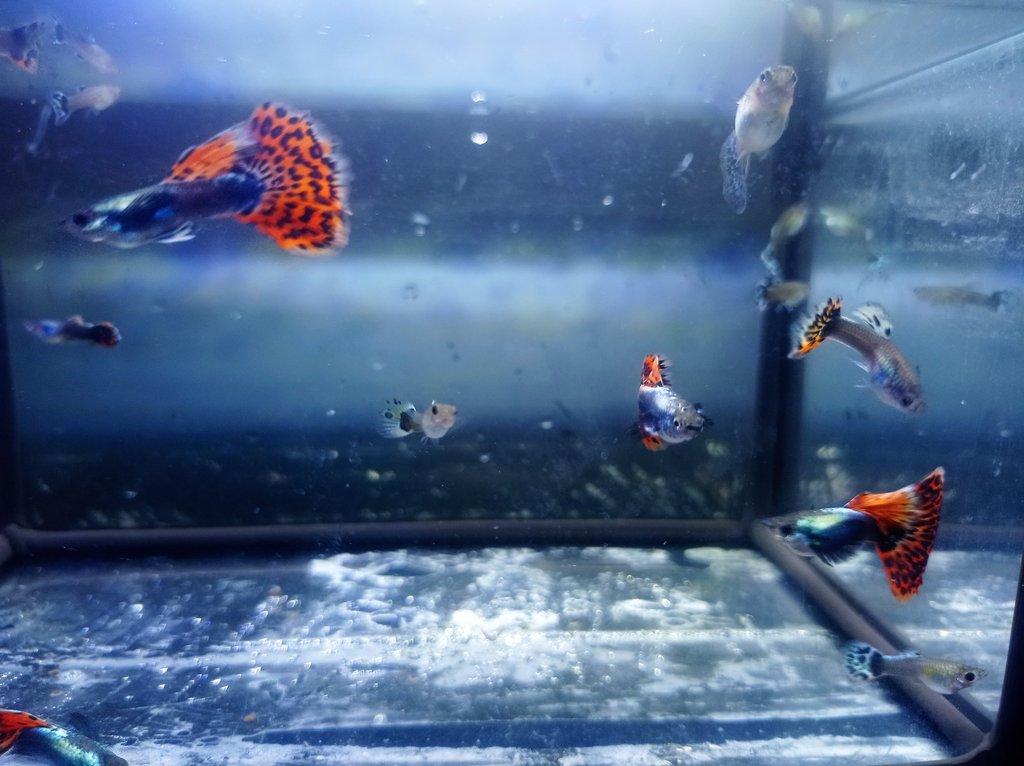 Poecilia reticulata - Red Mosaic Dumbo Ear