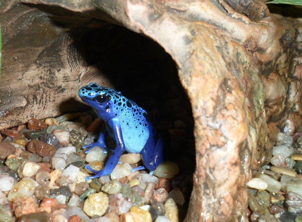 Dendrobates azureus