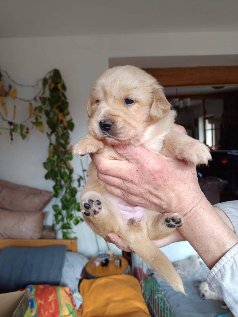 Štěňata- kříženci