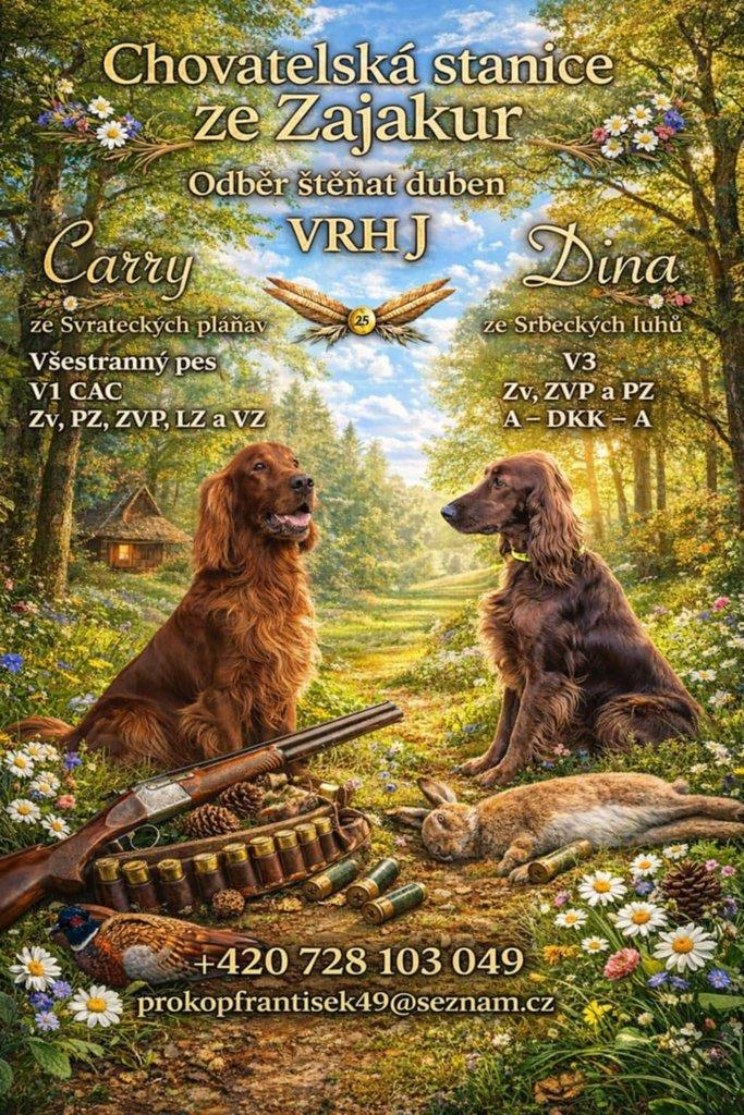 Štěňata irských setrů