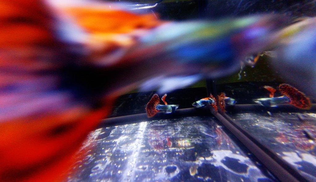 Poecilia reticulata - Red Mosaic Dumbo Ear