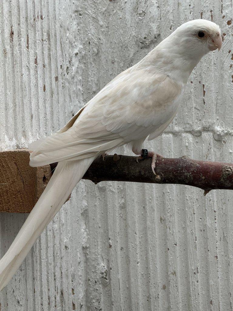 Prodám Rosela pestrá