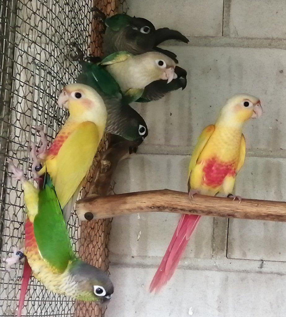 Pyrury zelenolící mutace