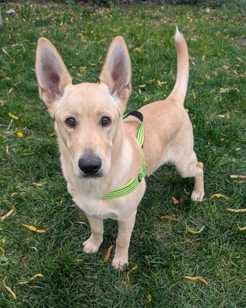 Štěně křížence vlčáka s labradorem