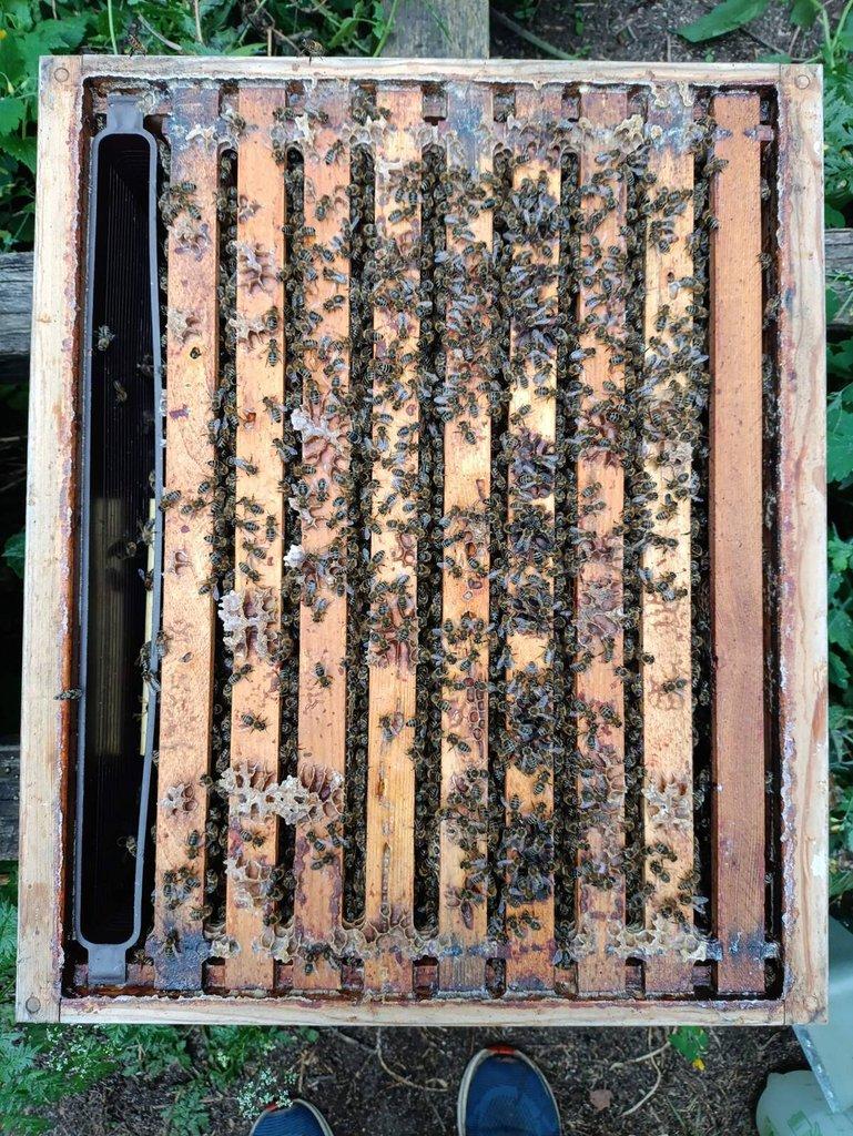 VČELÍ ODDĚLKY Langstroth 2/3