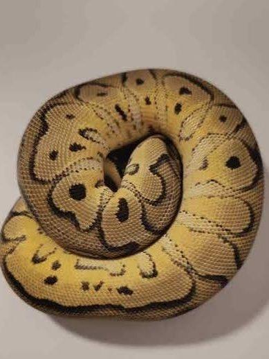 Koupím samičku krajty královské