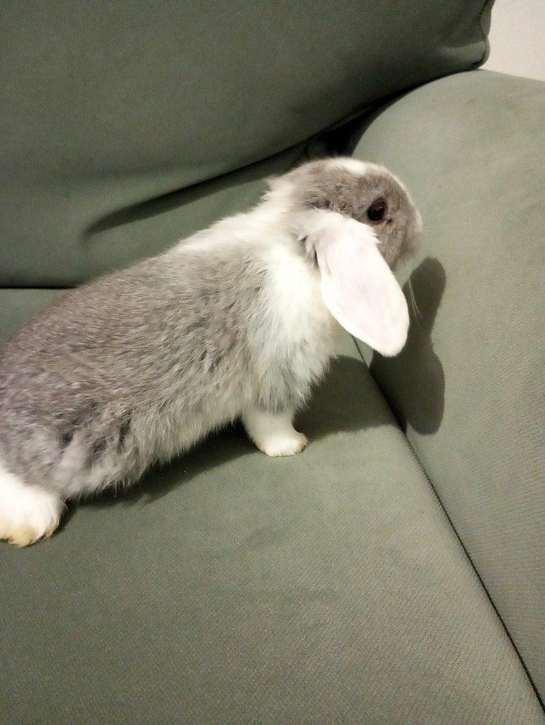 Zakrslý beránek králíček