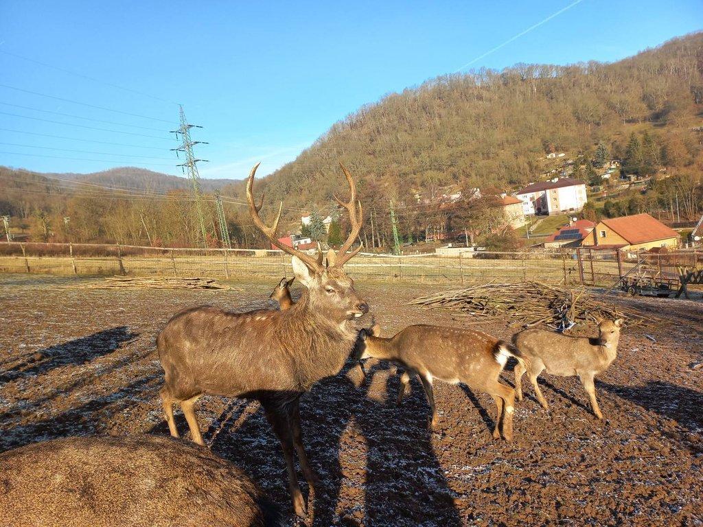 Jelen sika Dybowského