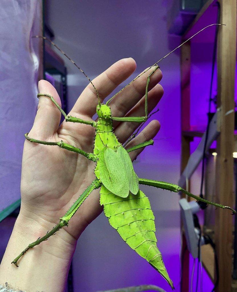 Heteropteryx dilatata - Strašilka obrovská