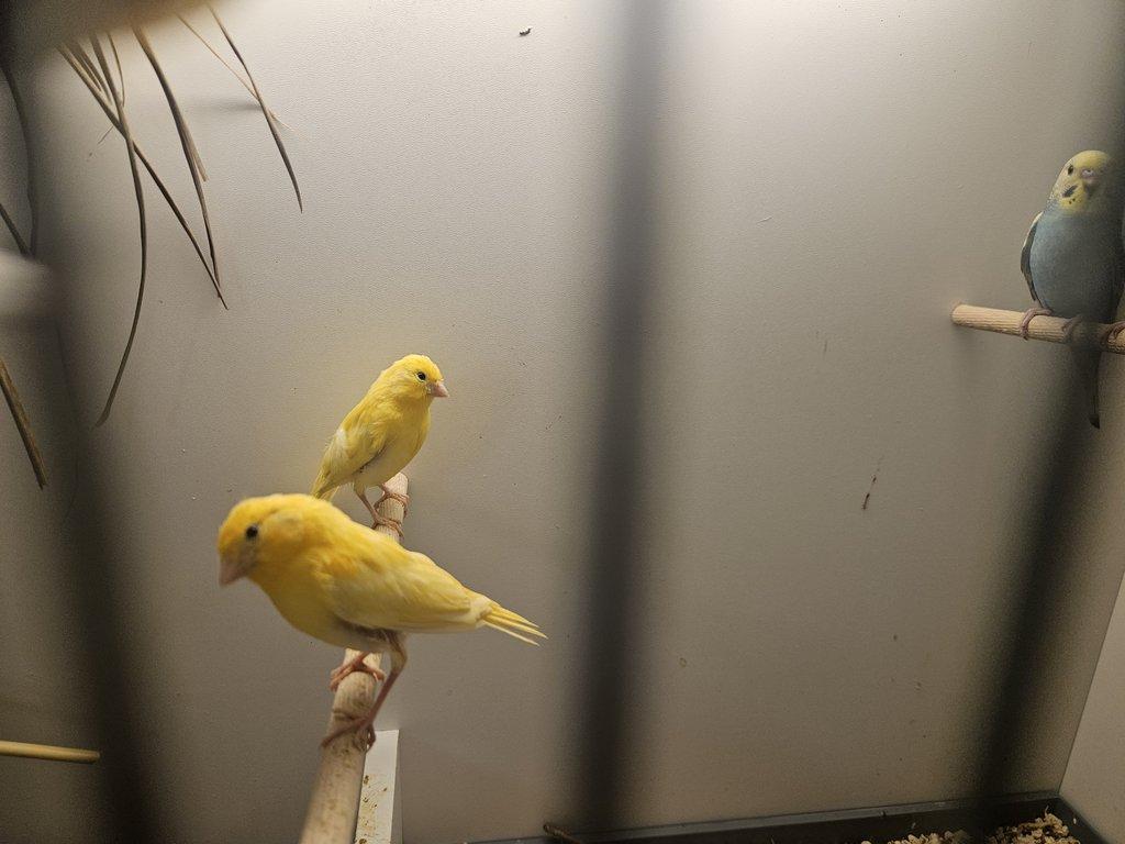 Prodám žluté kanáry