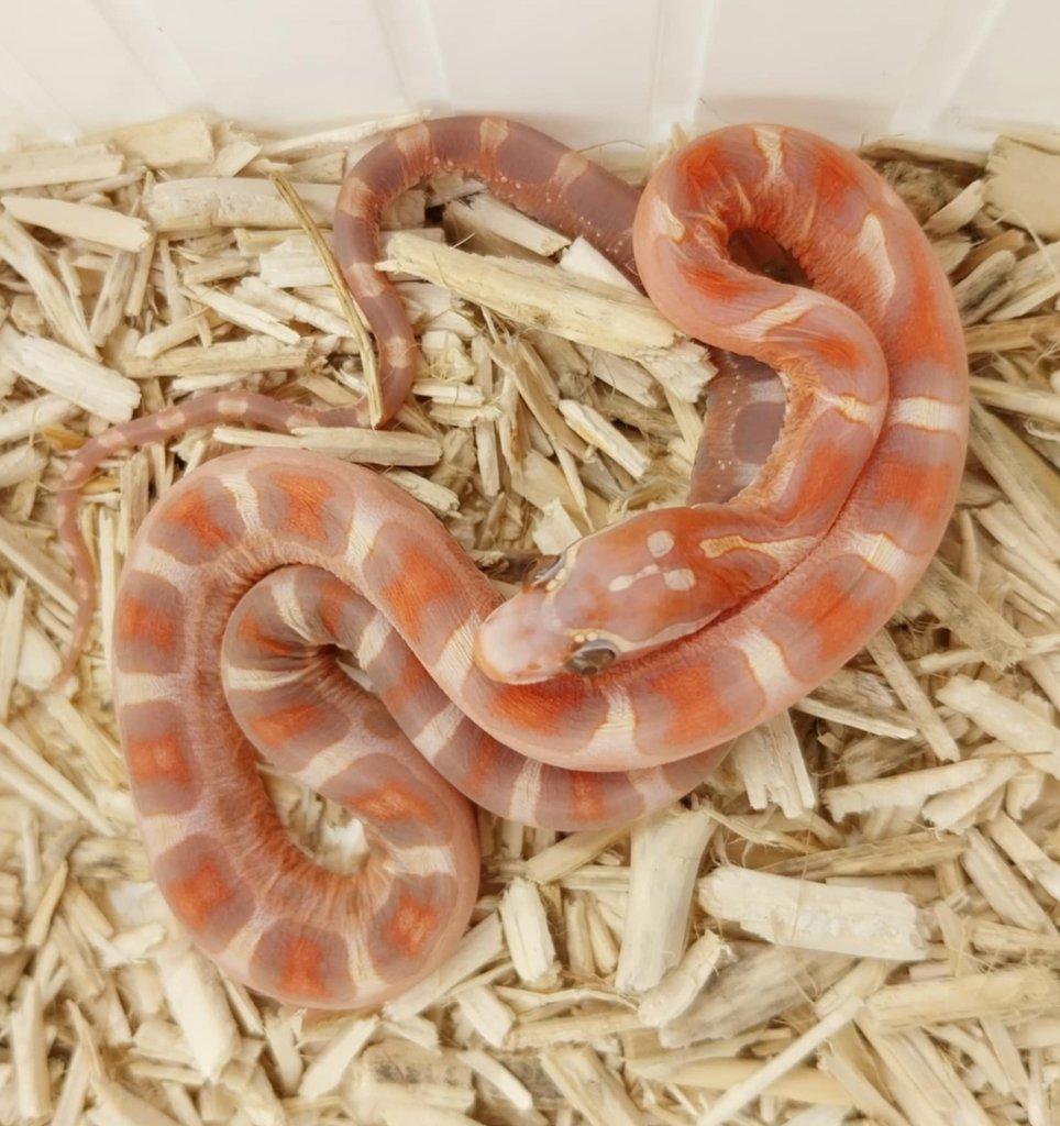 HYPO ULTRAMEL SCALELESS