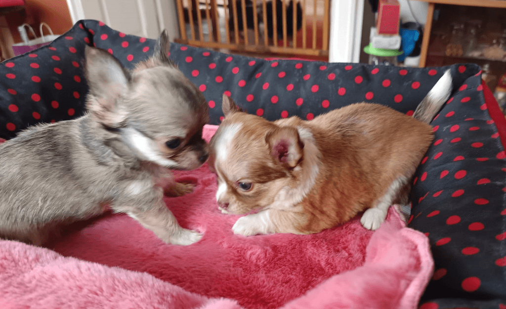 čivava dlouhosrstá s PP pes