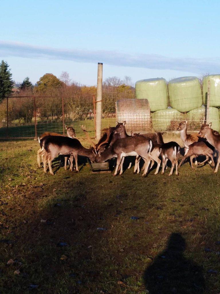 Prodám daňčí zvěř