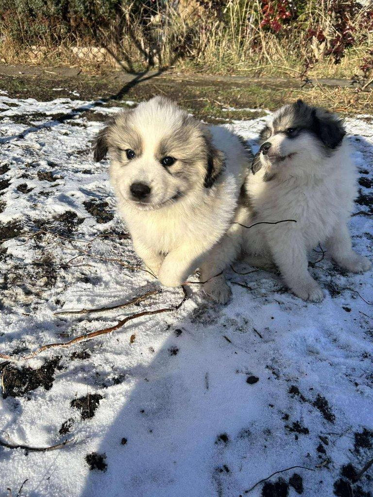 Pyrenejský horský pes