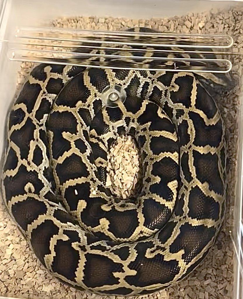 Zamluvené mohu vzít na Živou exotiku 17.1.26 - F18-F20