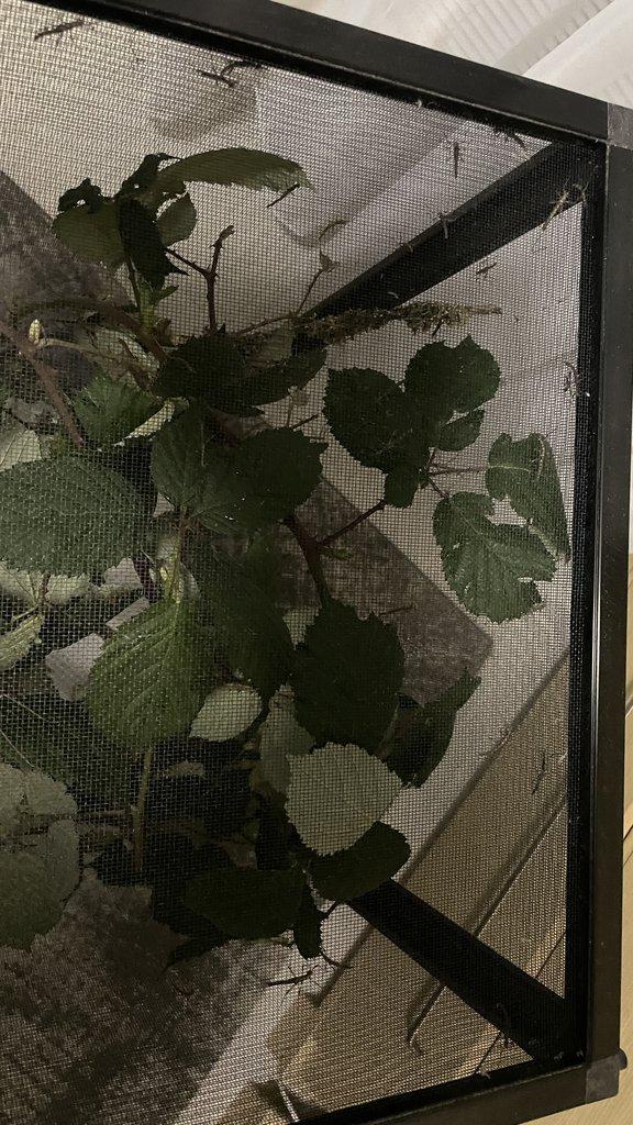 Flexárium se strašilkami