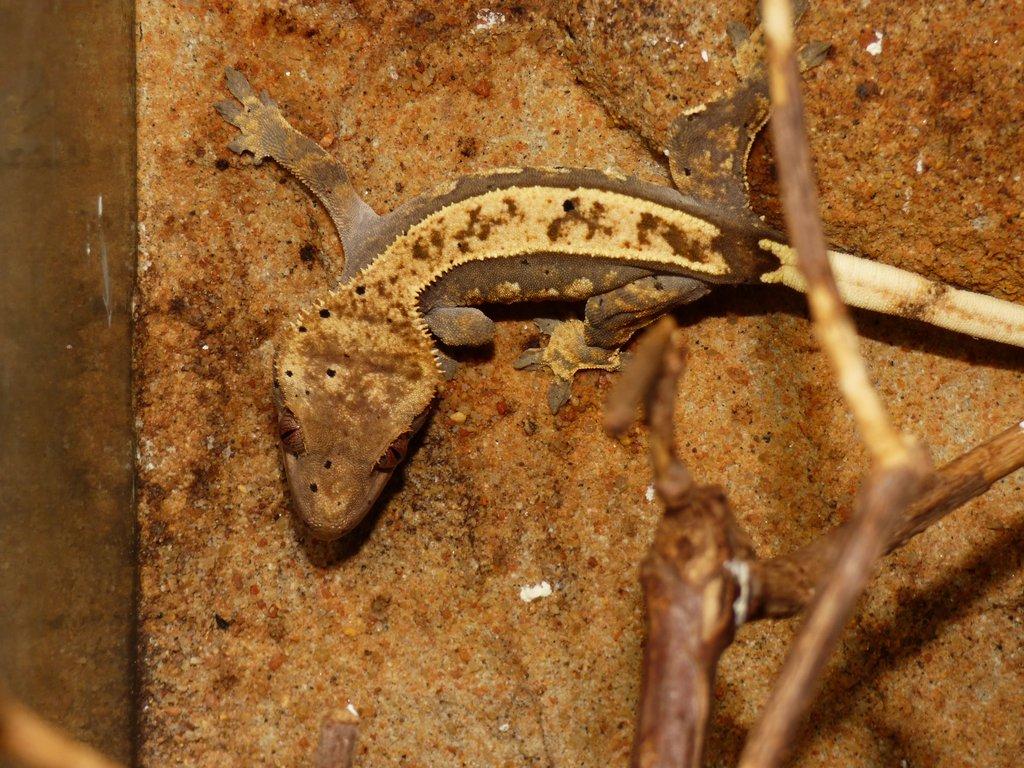 Pagekon řasnatý (Coreolophus ciliatus)