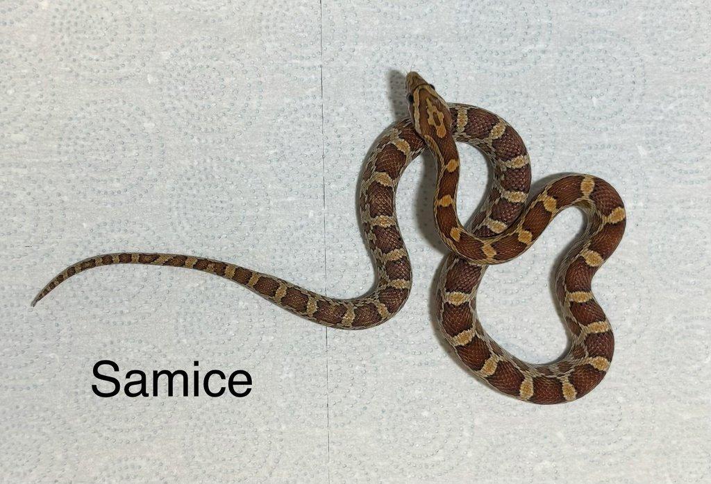 Užovka červená scaleless het scaleless