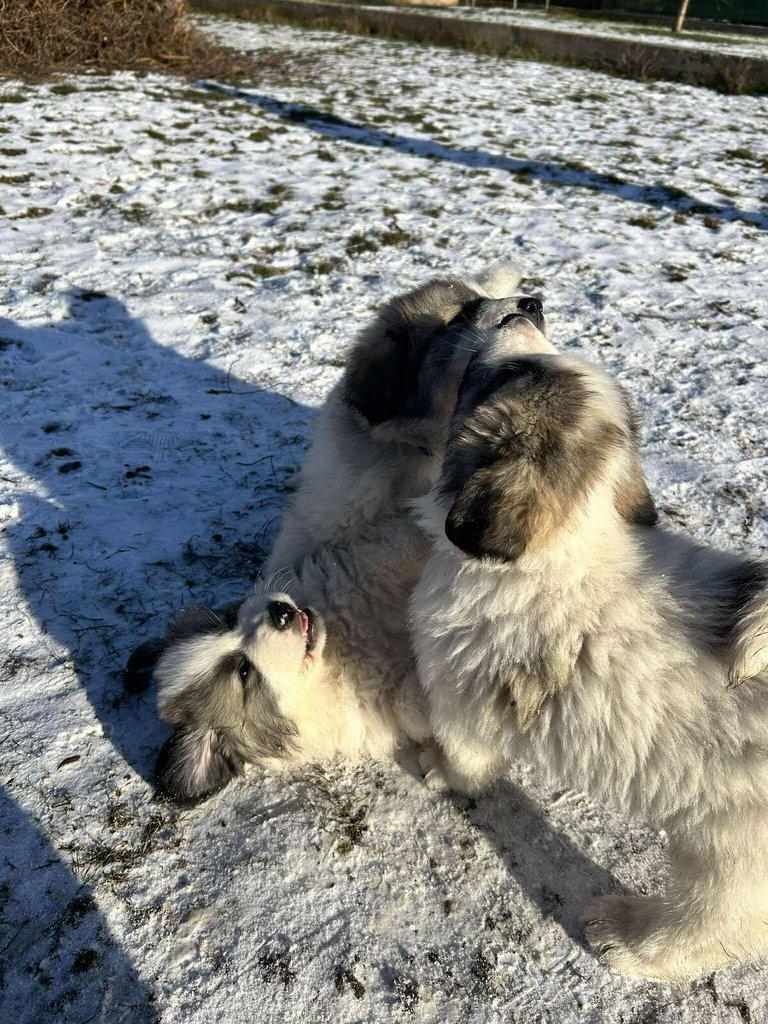 Pyrenejský horský pes