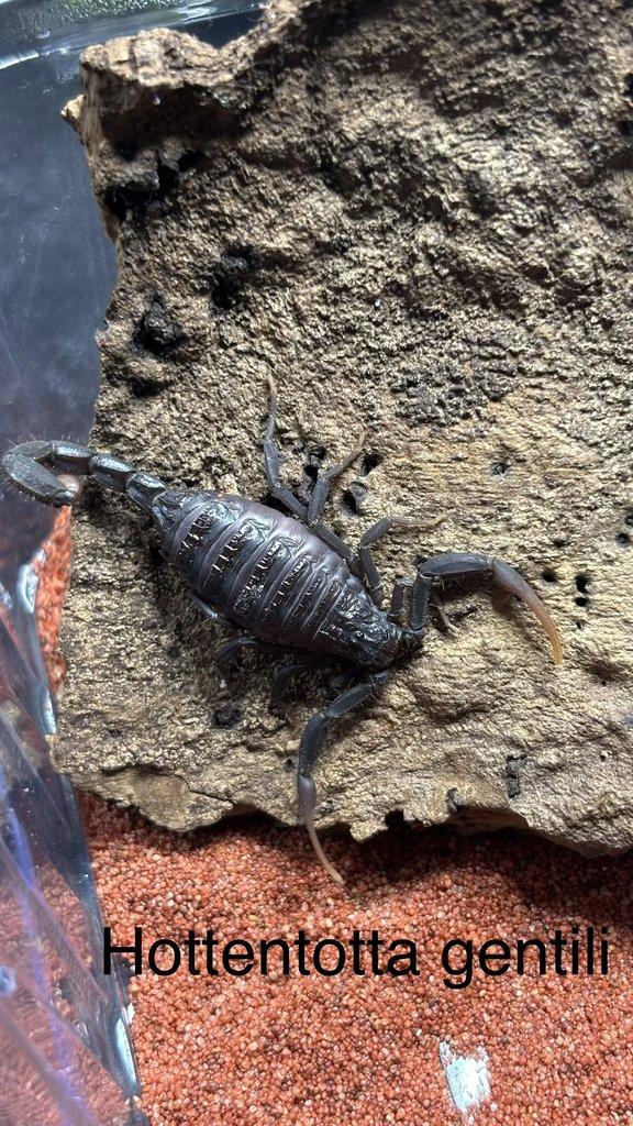 Štíři aktuální nabídka 21.4.