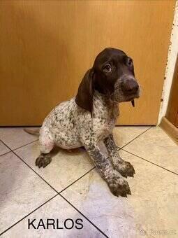 Německý krátkosrstý ohař – štěňata po pracovních rodičích