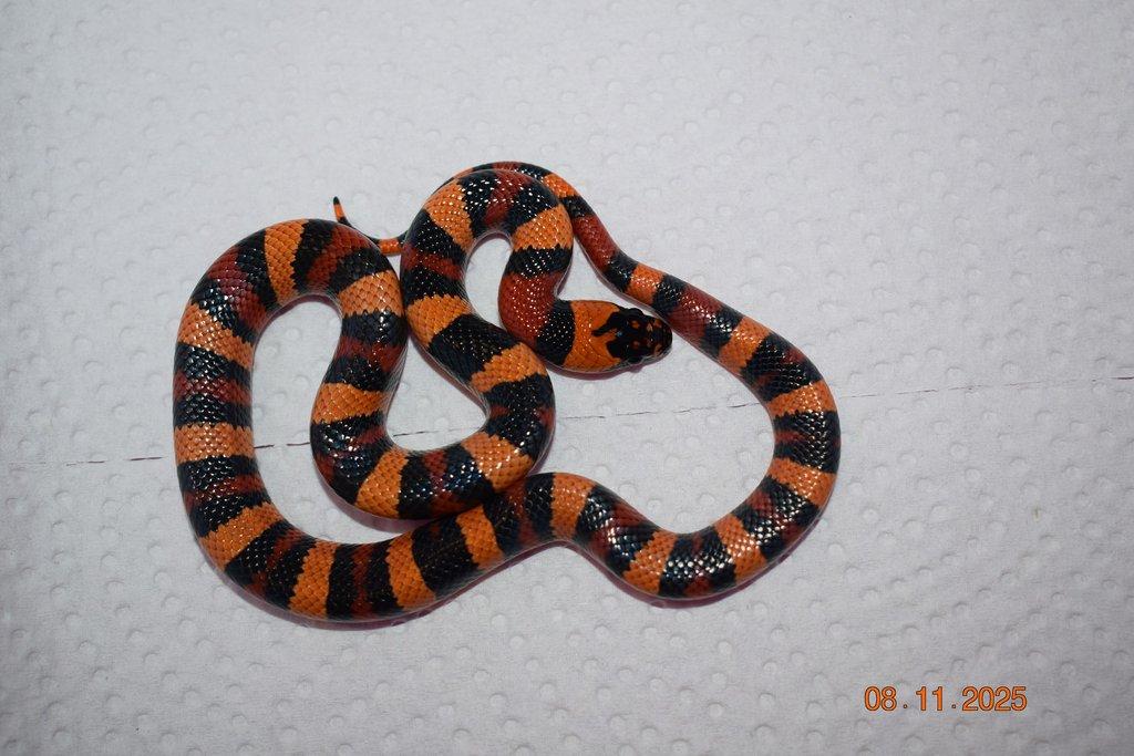 Korálovka mex cambeli odchov