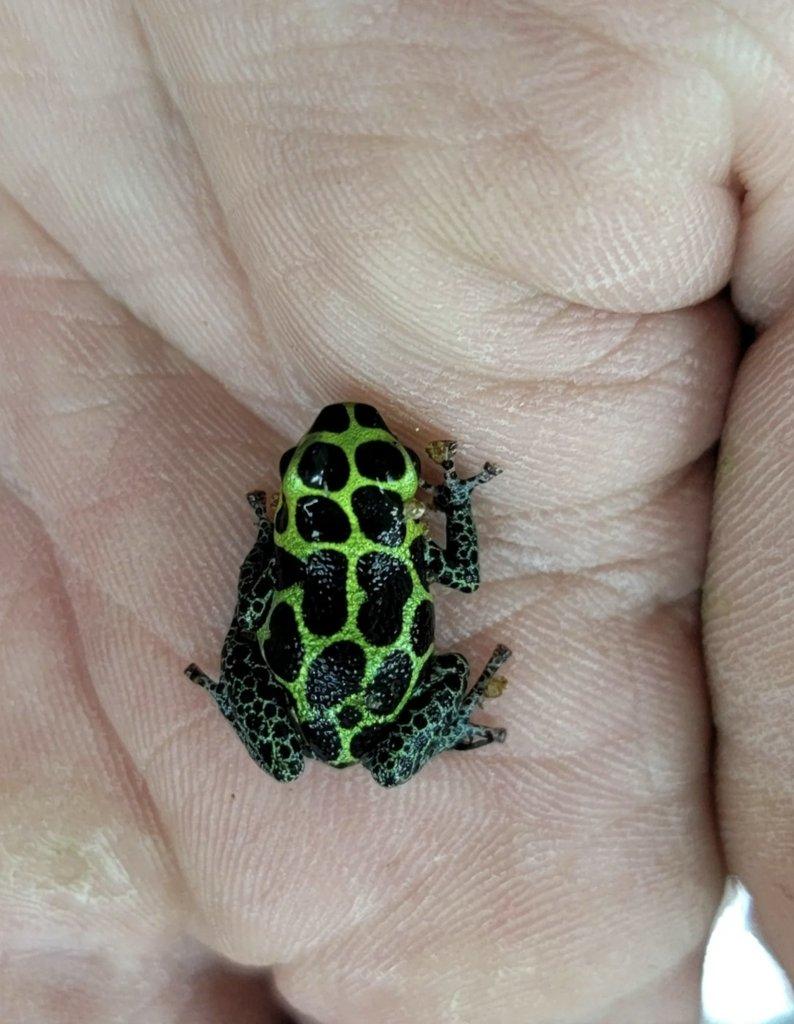 Koupím pralesničky klamavé Ranitomeya imitator