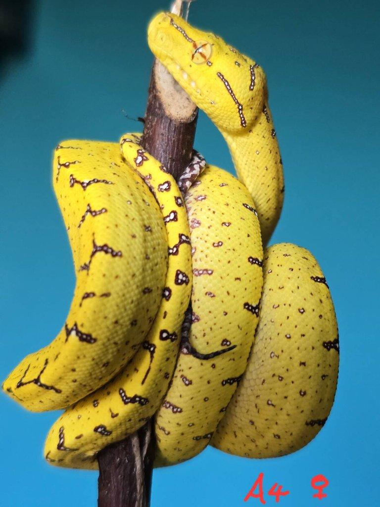 Morelia azurea pulcher (viridis)