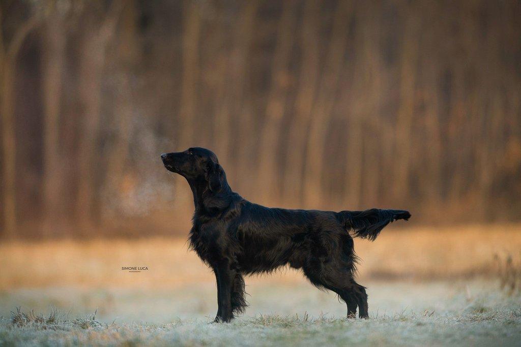 Štěňátka Flat Coated Retriever s PP