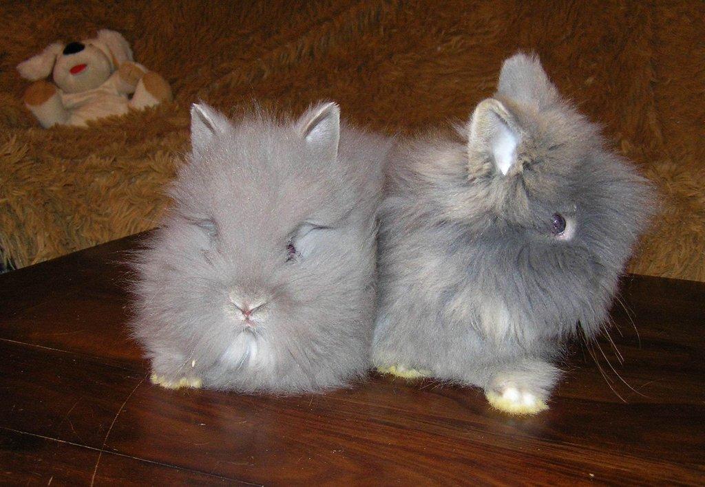 Teddy králíčci mláďata