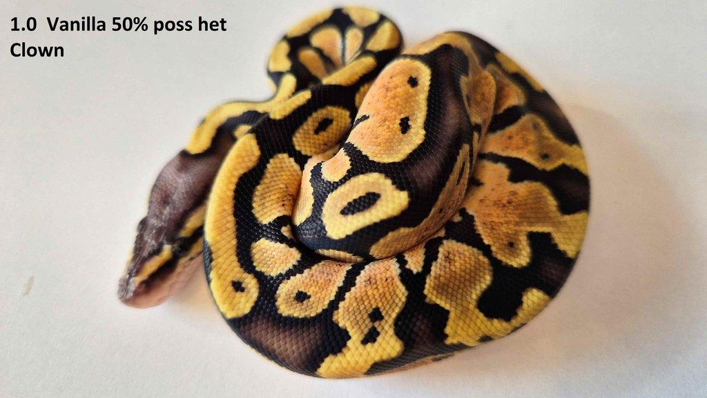 Krajta královská - prodám vlastní odchov 2023 - 2025