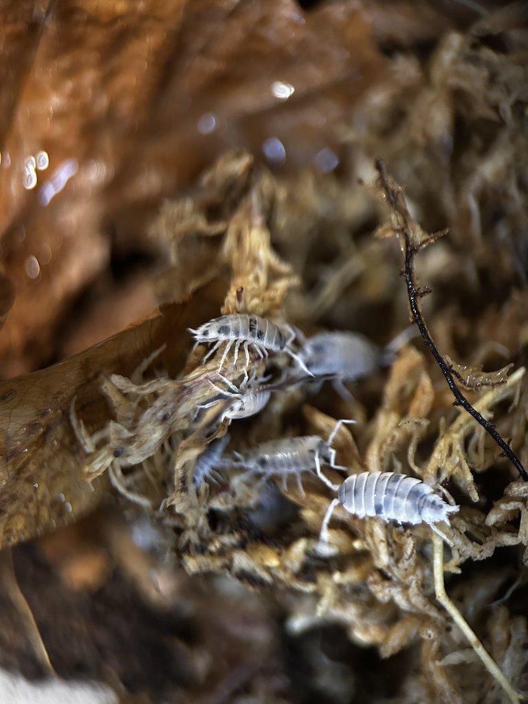 Stínky, isopody, svinky