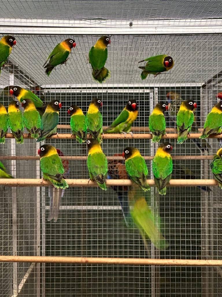 Vykoupím - Agapornisy všech druhů