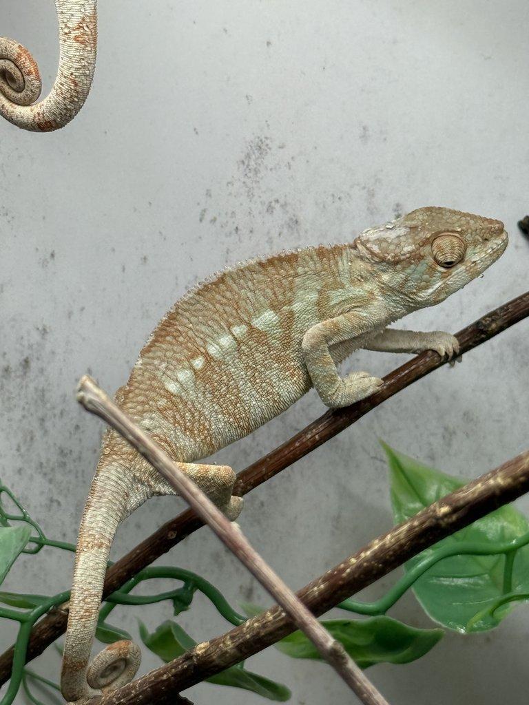 Nosy be samci 💙 Nosy be samice ❤️