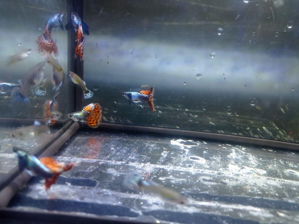 Poecilia reticulata - Red Mosaic Dumbo Ear