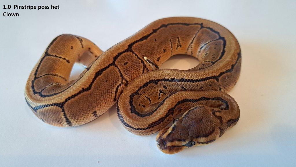 Krajta královská - prodám vlastní odchov 2023 - 2025