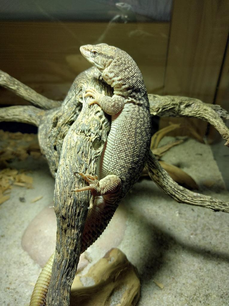 Varanus storri 1.0