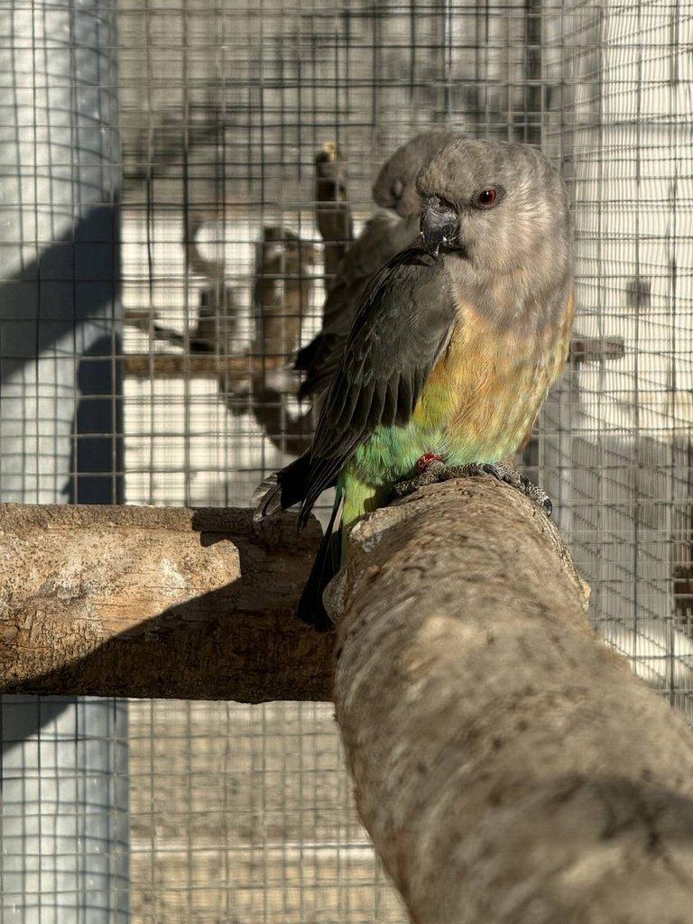 0.2 Papoušek červenobřichý (P. Rufiventris)